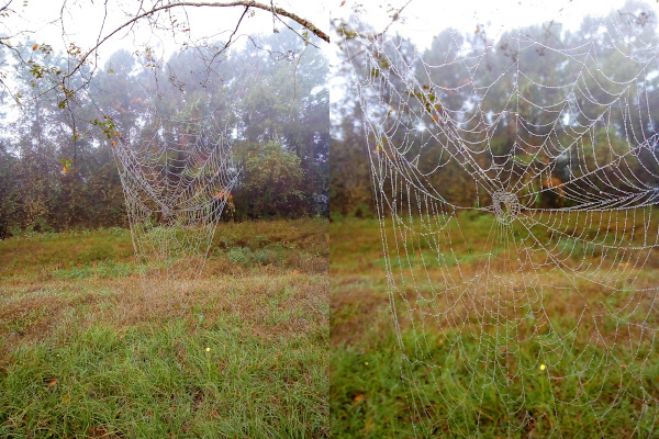 [Two photos spliced together. On the left is the entire web which extends from a curved tree branch down to the ground. The trees in the background are in the fog from the mist. On the right is a closer view of the segments of the web drooping with dots of water along the segments.]